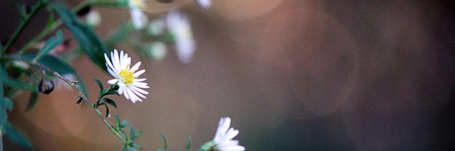Denee_Bowers's profile banner image