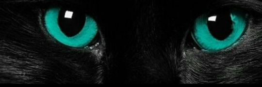 SairaconSeta's profile banner image