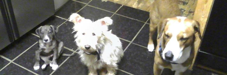 doggiemores's profile banner image