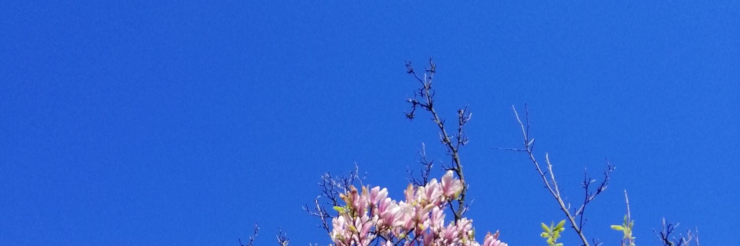 шулька круторожка 🇺🇦's banner
