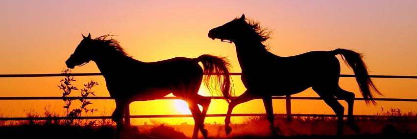 Lidia Pregnolato banner