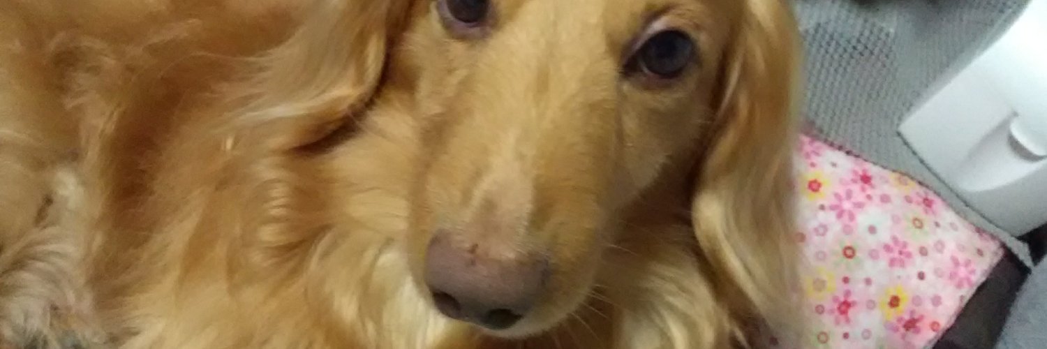 Pirotan1223's profile banner image