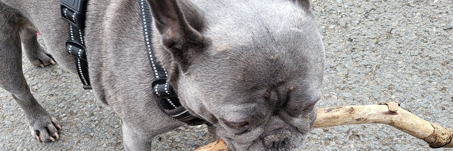 daniel hesketh banner