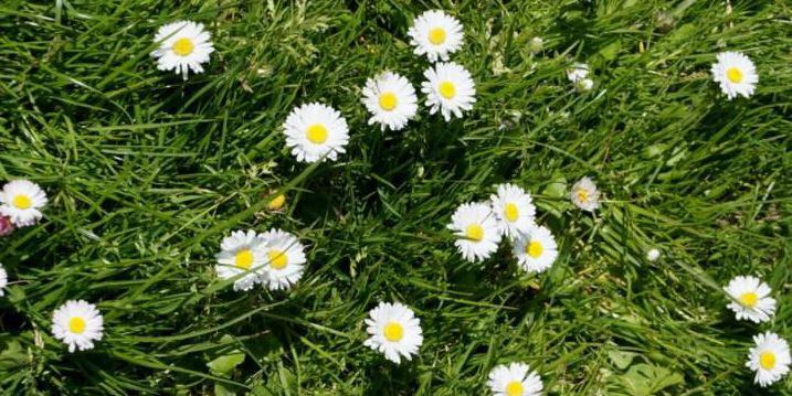 floradias's profile banner image