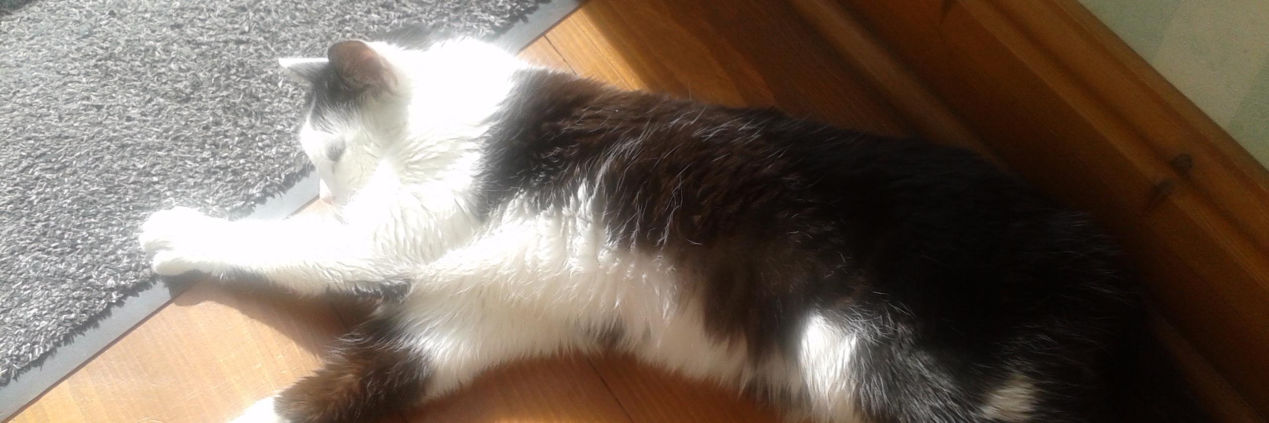 Catherine Rawcliffe banner