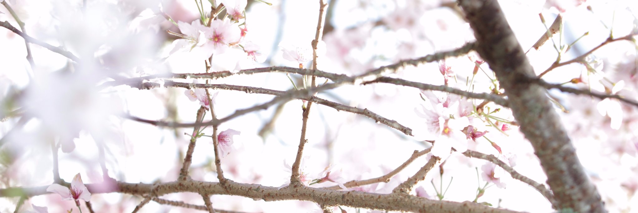 Alialibabe's profile banner image