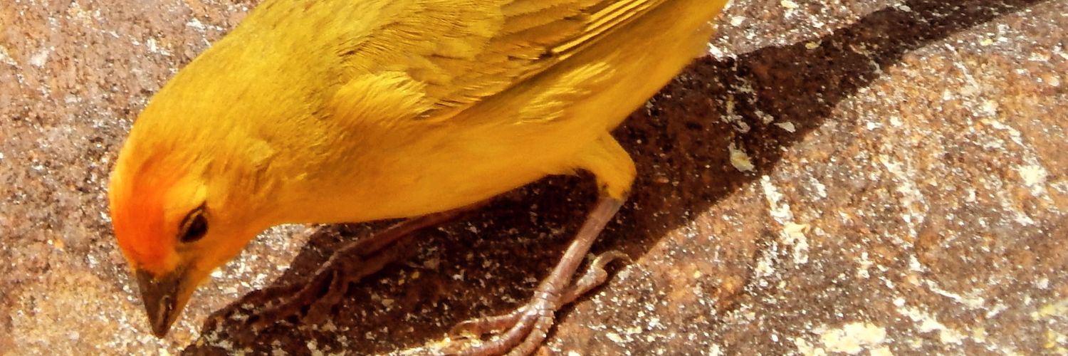 Dan Alt 🦆🦆 🕎 banner