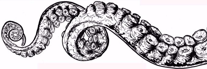 Crepitaptera's profile banner image