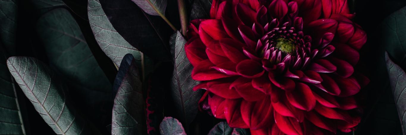 Lindsey Mark banner