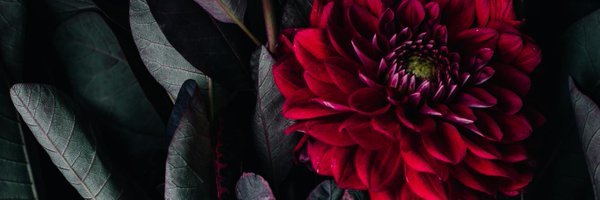 linji Profile Banner