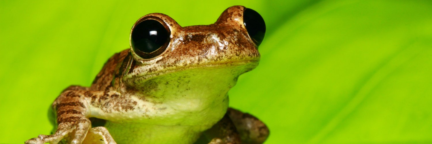 RUNE FROG banner