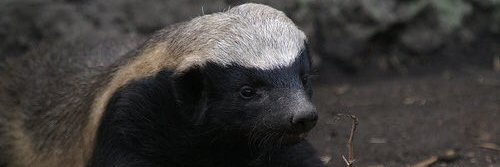 nikoshkus's profile banner image