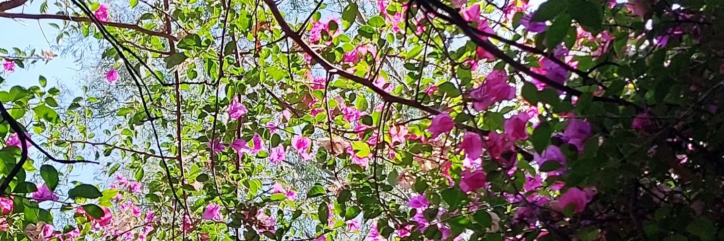 CarolinaMunhern's profile banner image