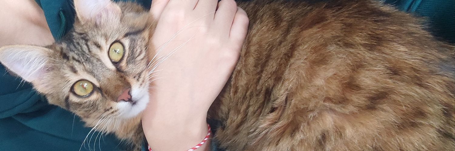 aayselyildz's profile banner image