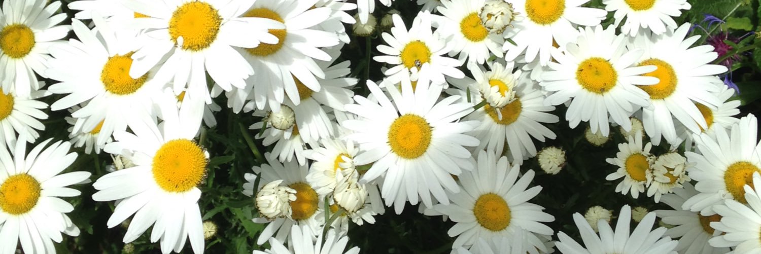 PriceAllyson's profile banner image
