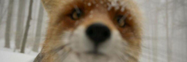 ryanhathi666's profile banner image