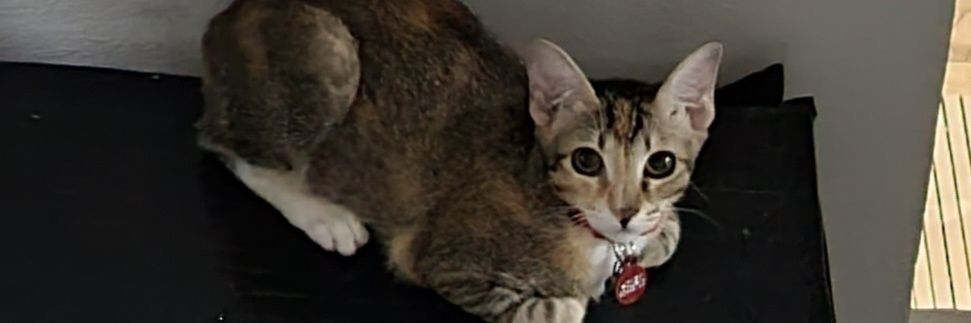 BobFyy's profile banner image