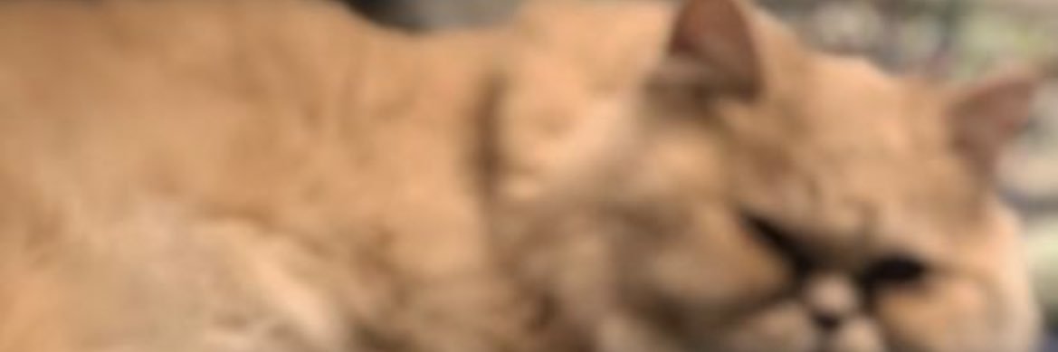 cle_71's profile banner image