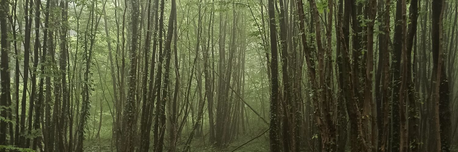 alisanustun's profile banner image