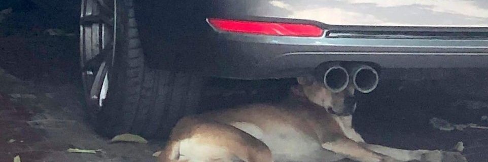 carigata_'s profile banner image