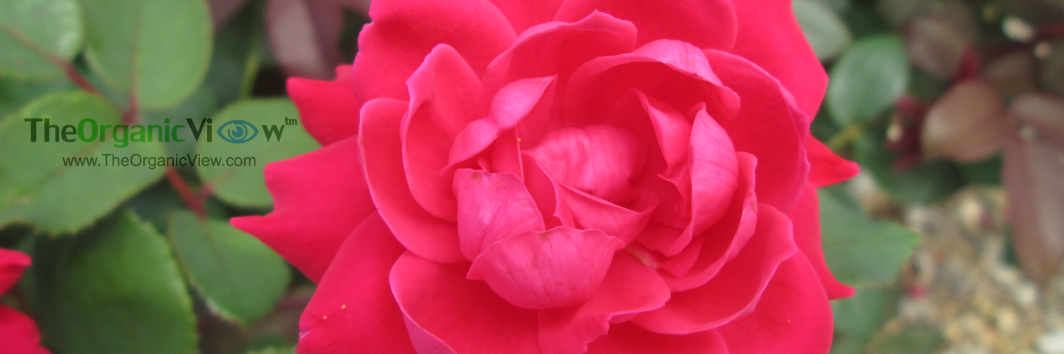 RosariansView's profile banner image