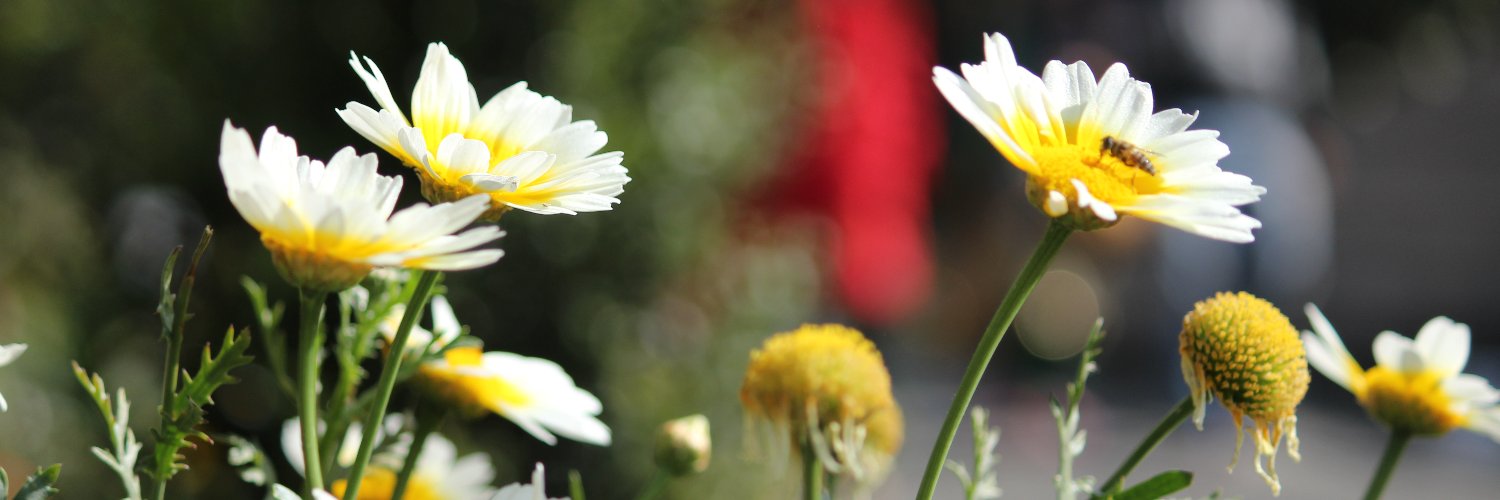 badeamita's profile banner image
