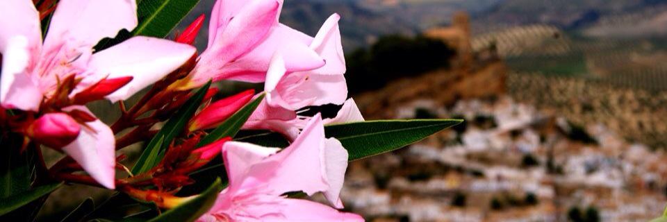 Eviini_'s profile banner image