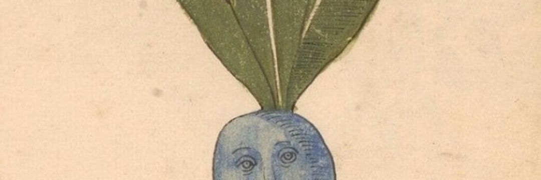 мандрована мандраґора banner