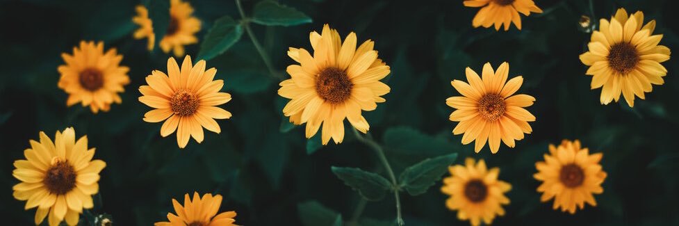 SarahFranco22's profile banner image