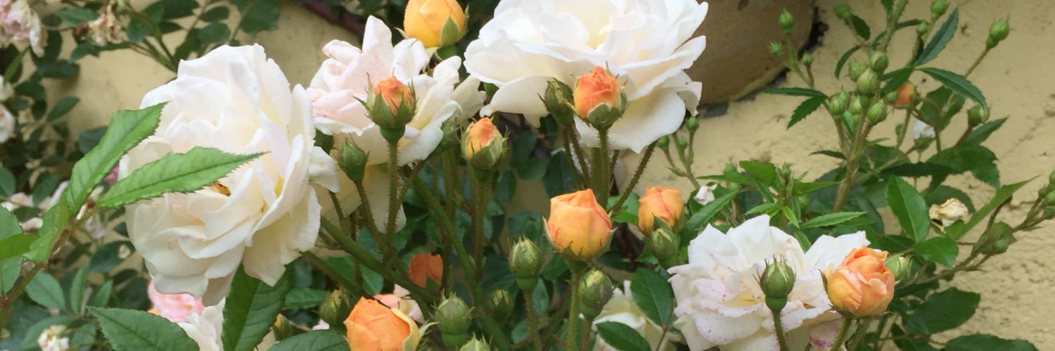 crescentrabbit_'s profile banner image