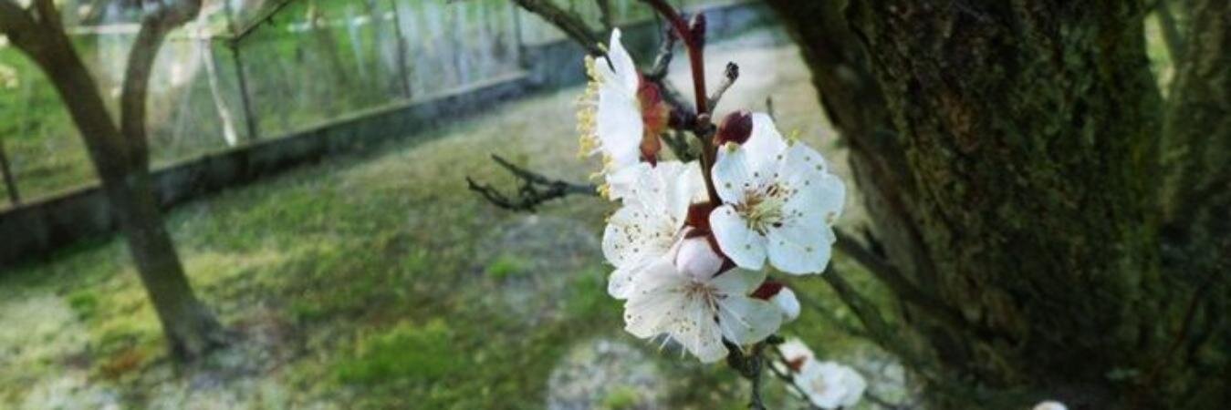 AliceColo97's profile banner image