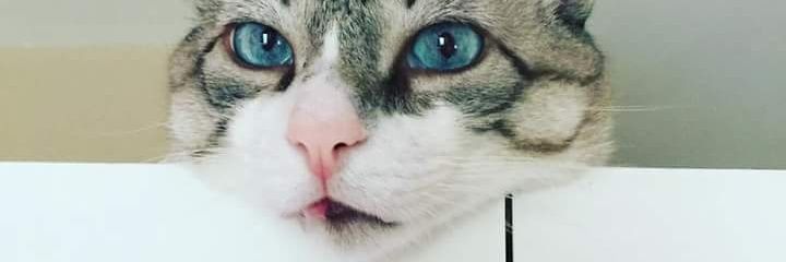 alexguim's profile banner image