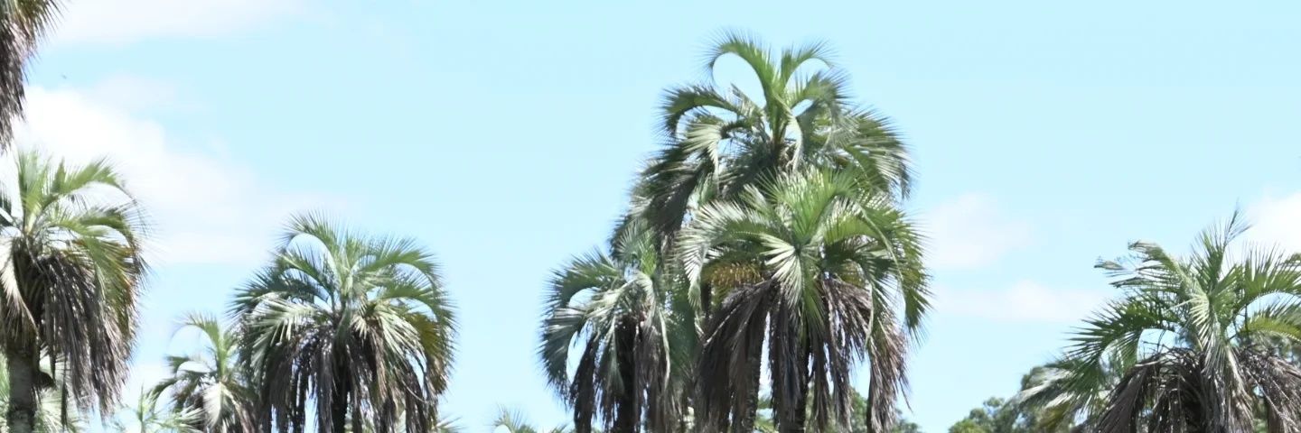 Emilio Spataro (Patane) banner