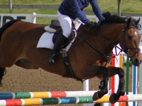 ZDWShowjumper's profile banner image