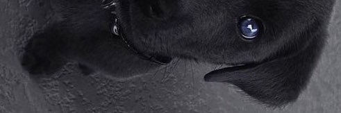 Mustafa Güleroğlu banner