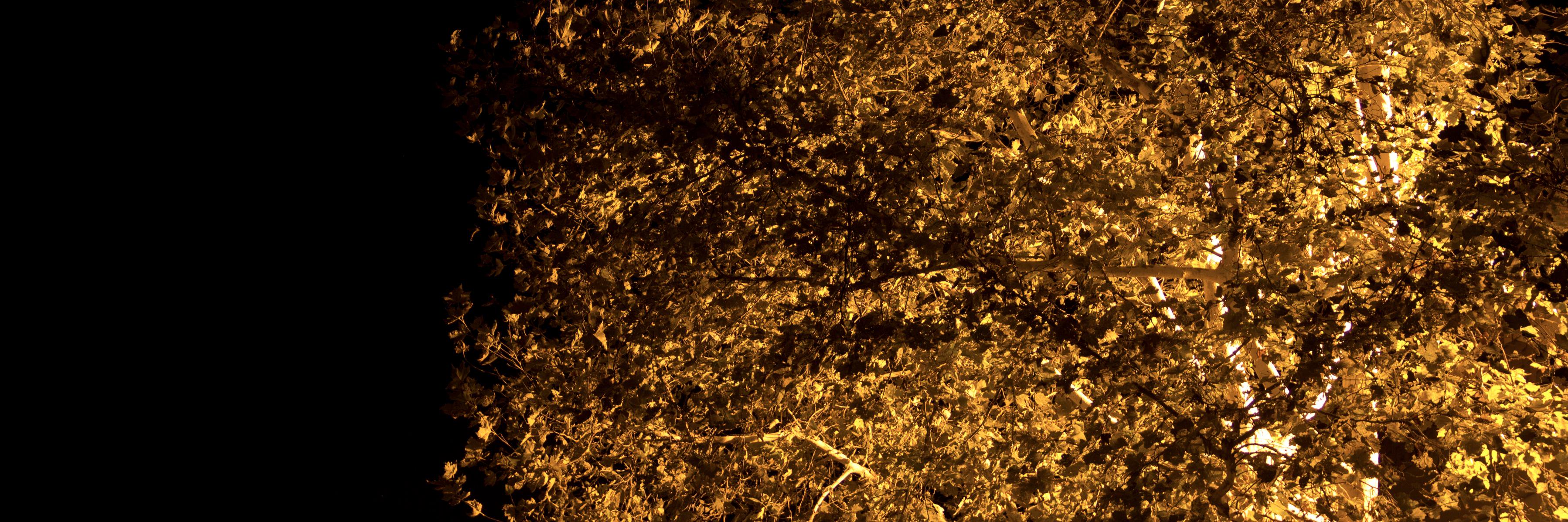Tobias Nexus banner