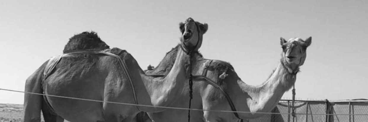 messicubano's profile banner image