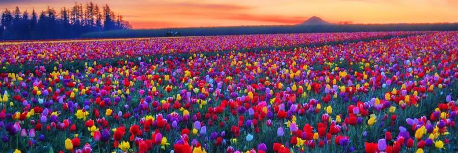 Vanessa 💙🏳️‍🌈 banner