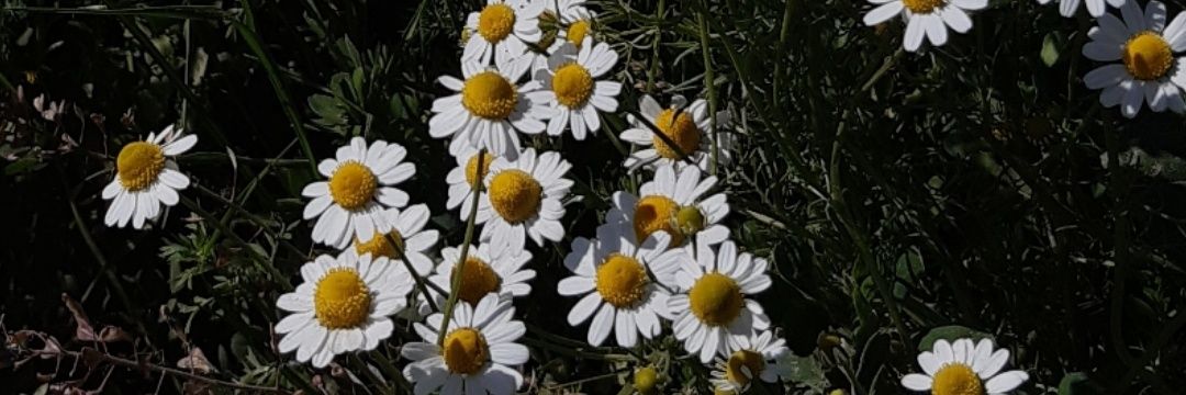 MariFerTenorio1's profile banner image