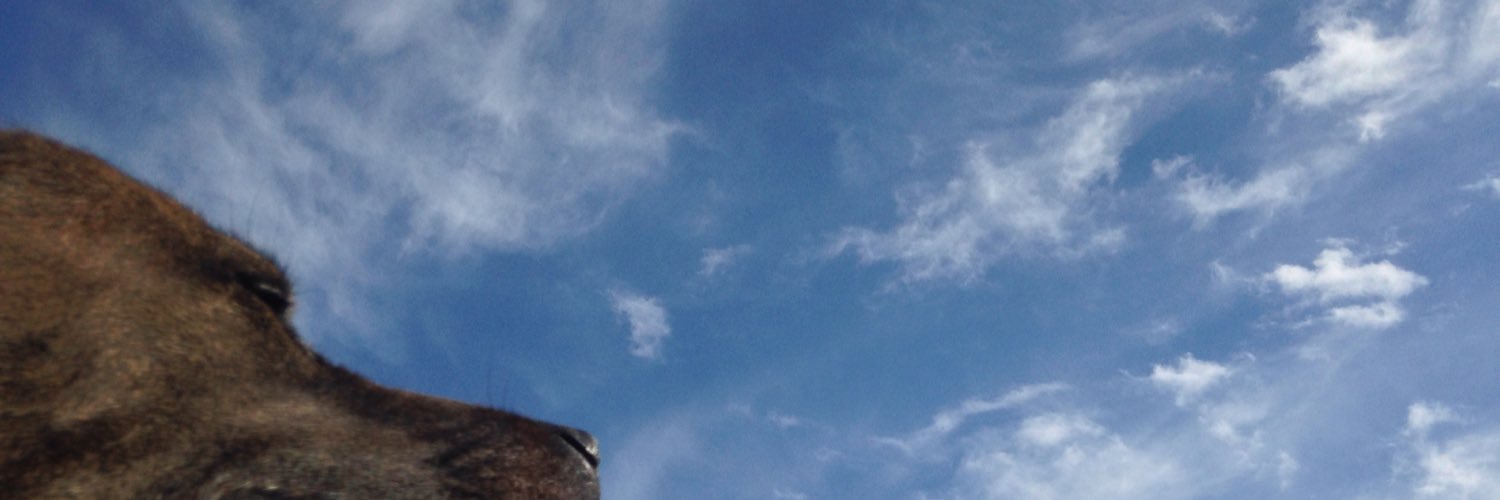 ChrisCaucci's profile banner image