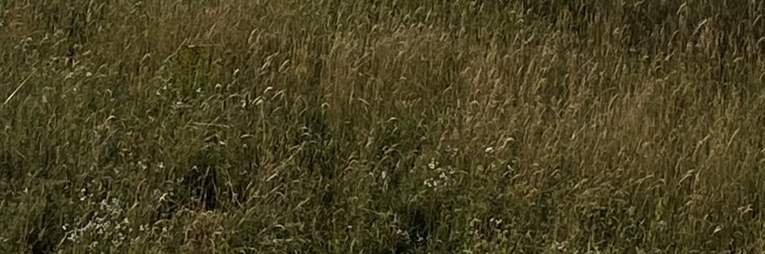 anysanroman's profile banner image
