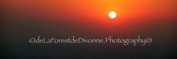 felix_forest Profile Banner