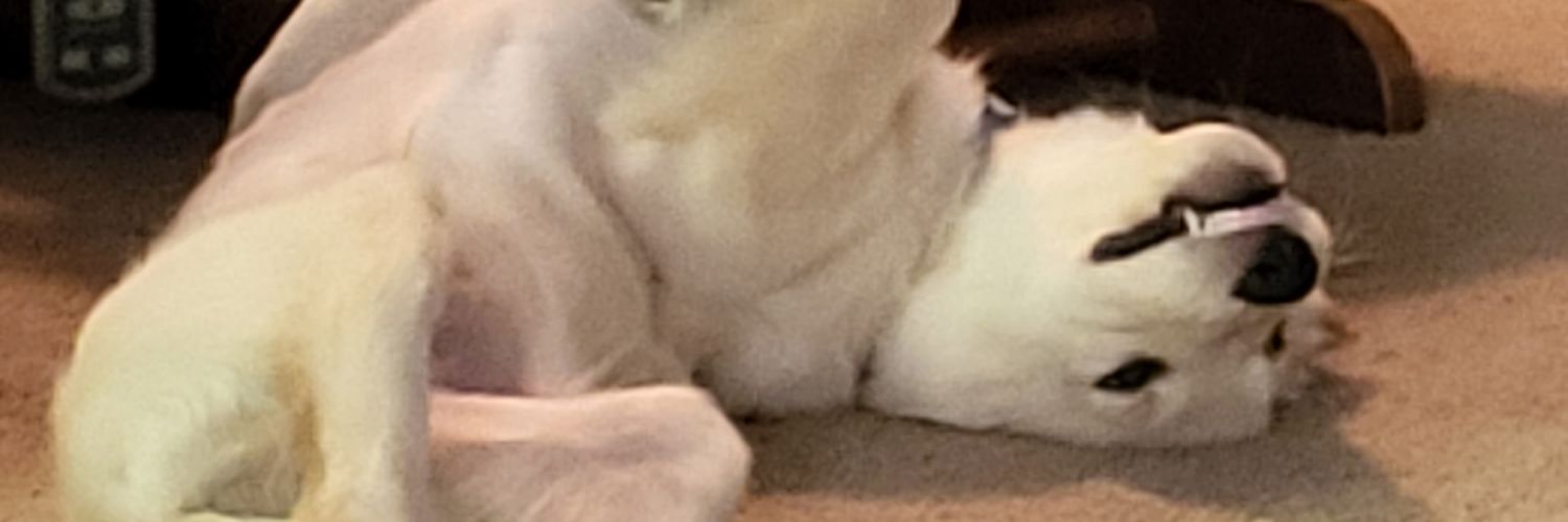 TeddyCatnip's profile banner image