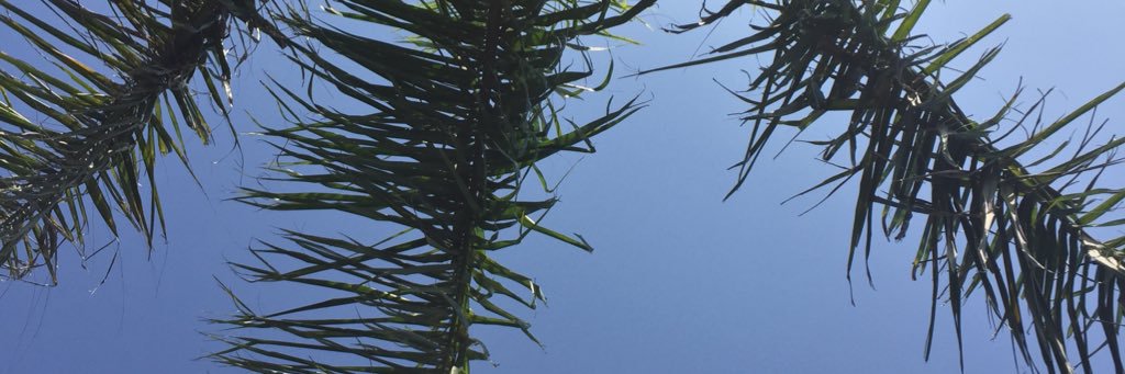 zaydeleal's profile banner image