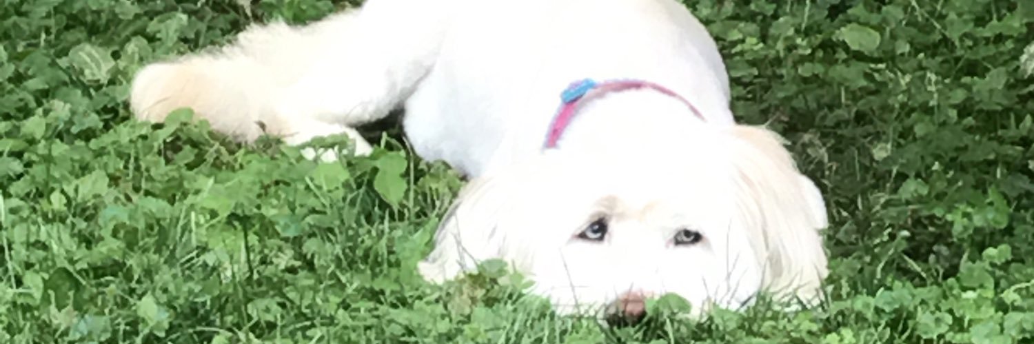 alysha_robinson's profile banner image