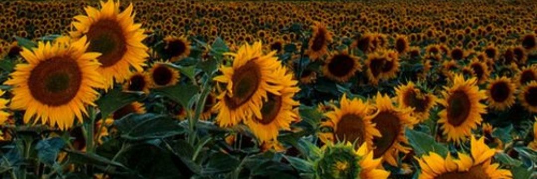 beeaye_'s profile banner image