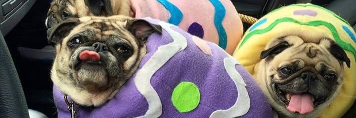 hpcats_sweaters's profile banner image