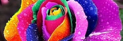 Aspen Edwards banner