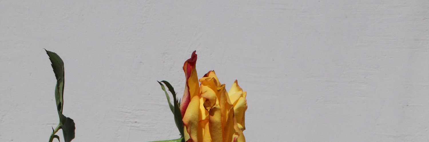 MilyMillon's profile banner image