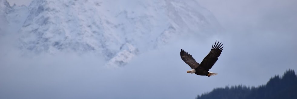 American Bald Eagle Foundation banner